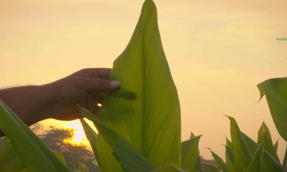 K Patel Phyto Corporate Video