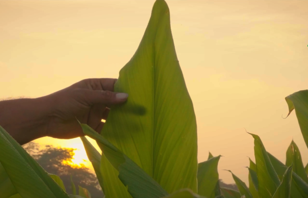 K Patel Phyto Corporate Video