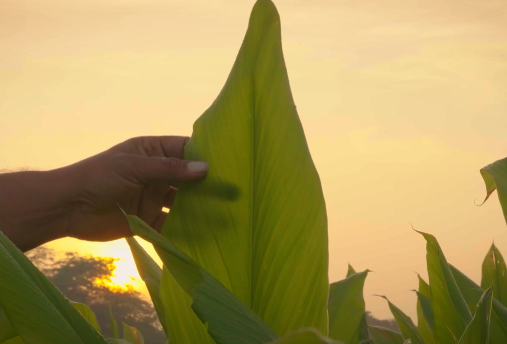 K Patel Phyto Corporate Video