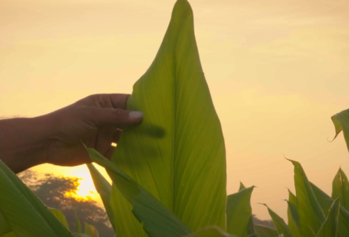 K Patel Phyto Corporate Video