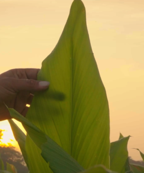 K Patel Phyto Corporate Video