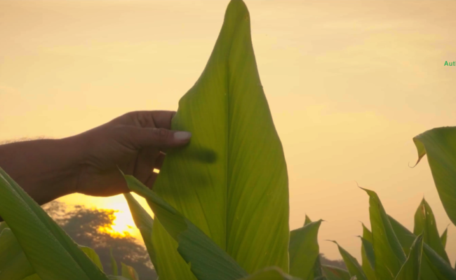 K Patel Phyto Corporate Video