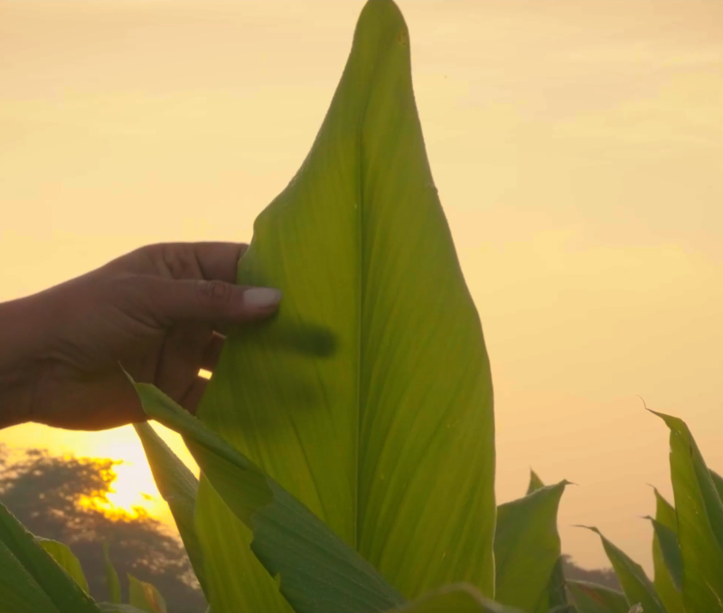 K Patel Phyto Corporate Video