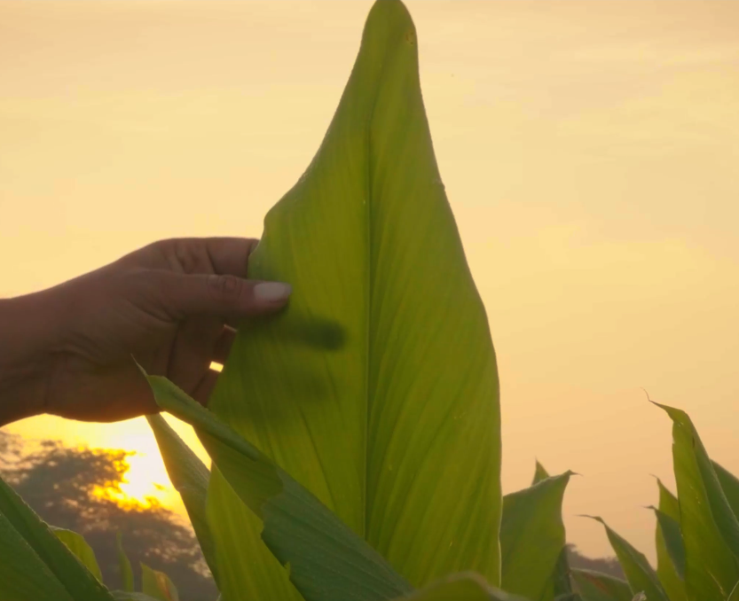 K Patel Phyto Corporate Video