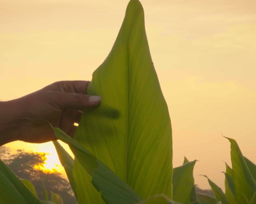 K Patel Phyto Corporate Video