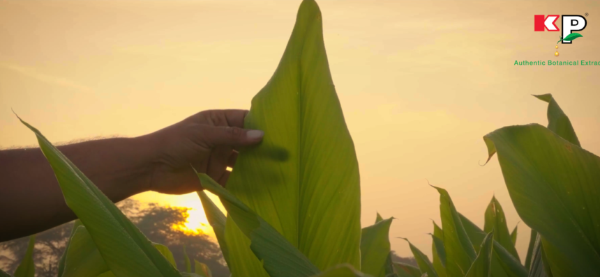 K Patel Phyto Corporate Video