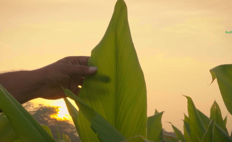K Patel Phyto Corporate Video